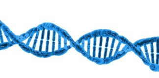 Jakie DNA mają Polacy?