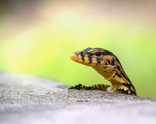 Jak monitorować projekt?