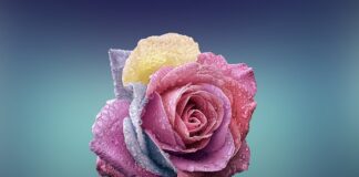 Czym się różni harmonogram od planu?